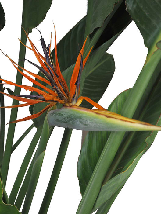 Strelitzia reginae (Ave del Paraíso)