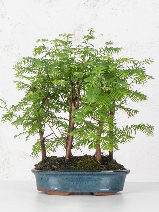 Bonsai Metasequoia
