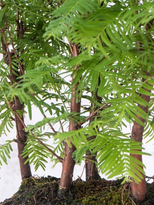 Bonsai Metasequoia