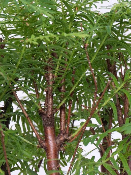 Bonsai Metasequoia