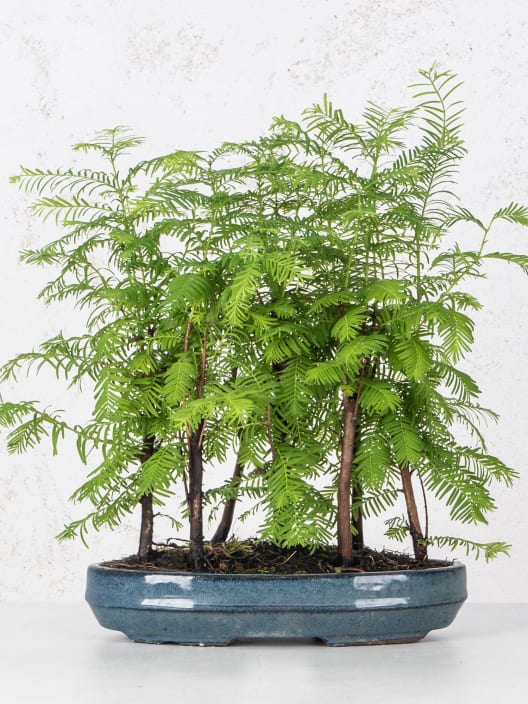 Bonsai Metasequoia