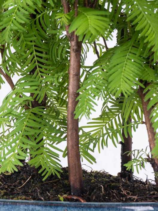 Bonsai Metasequoia