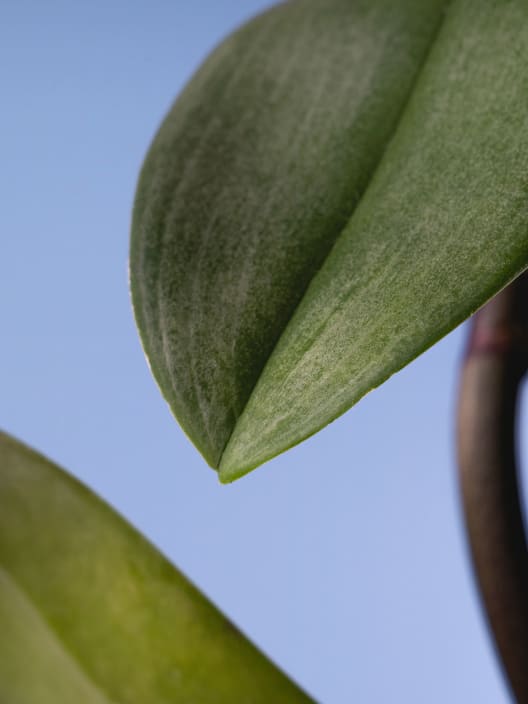 Orquídea Phalaenopsis 'Scarlion'