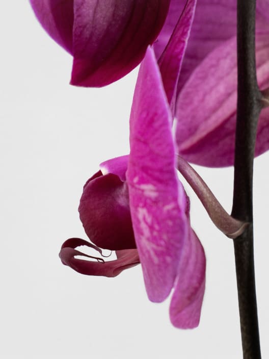 Orquídea Phalaenopsis 'Stellenbosch'