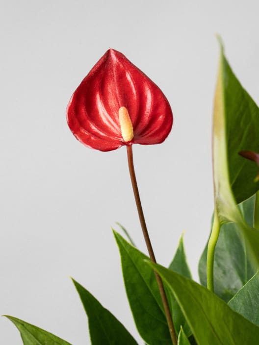 Anthurium 'Million Flowers Red'