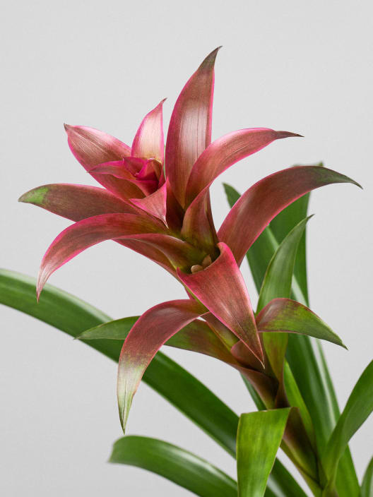 Guzmania 'Freya'