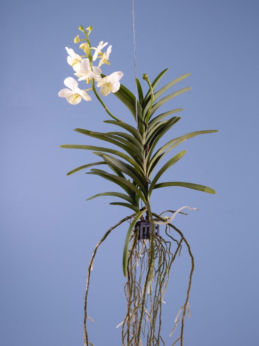 Orquídea Vanda