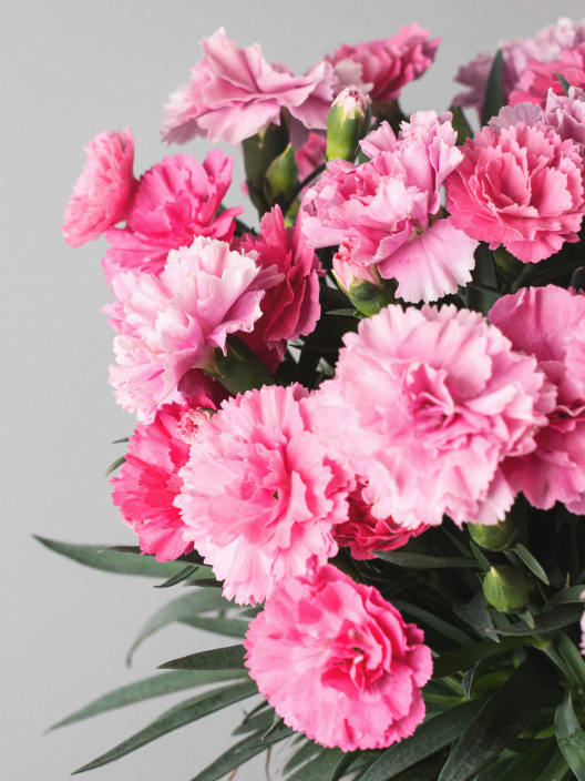 Dianthus caryophyllus 'Mini' - Clavel