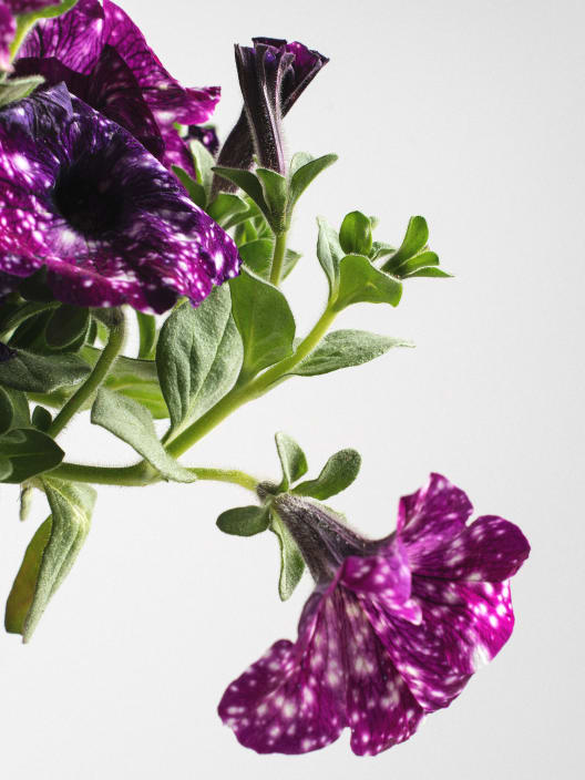 Petunia 'Magic Sky'