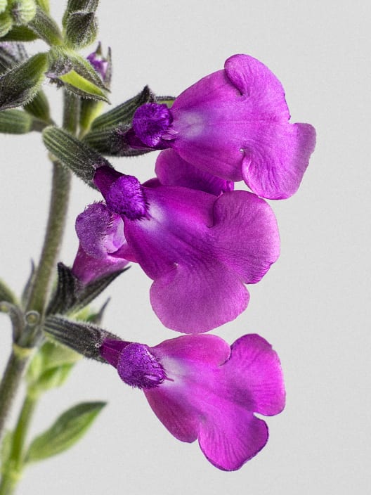 Salvia vivaz (especies variadas)