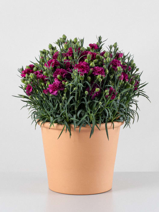 Dianthus caryophyllus Carnelia® - Clavel