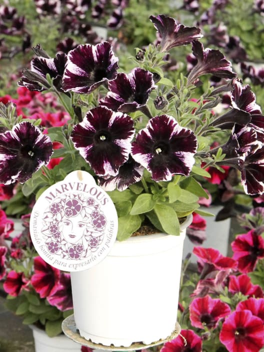 Petunia Sweetunia® 'Miss Marvelous'
