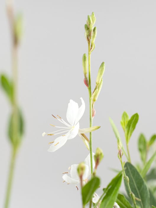 Gaura (Oenothera lindheimeri)