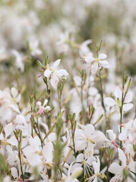 Gaura (Oenothera lindheimeri)