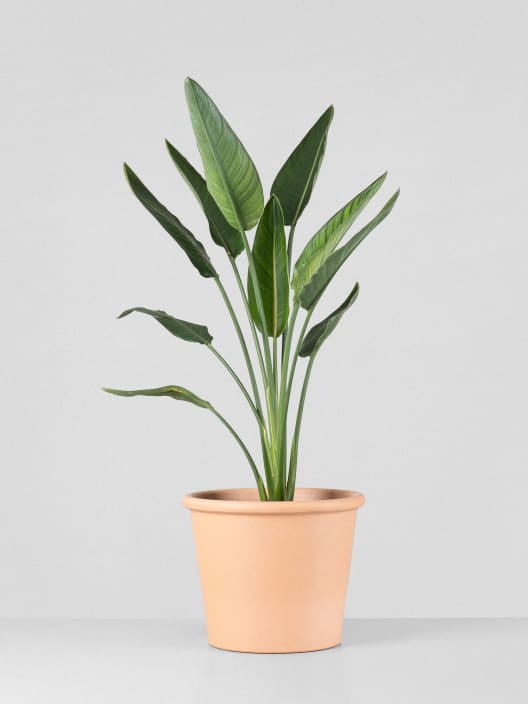 Strelitzia reginae (Ave del Paraíso)