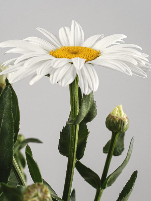 Leucanthemum maximum (Margaritón)