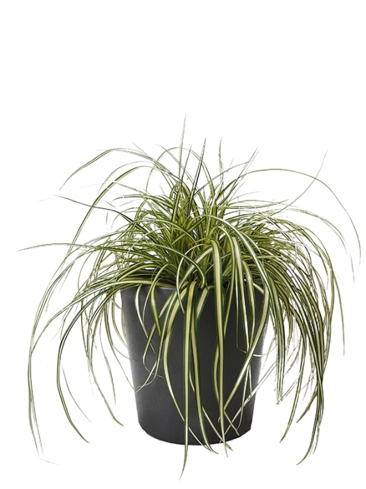 Gramínea Carex oshimensis 'Evergold'