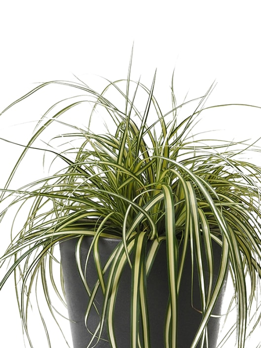 Gramínea Carex oshimensis 'Evergold'