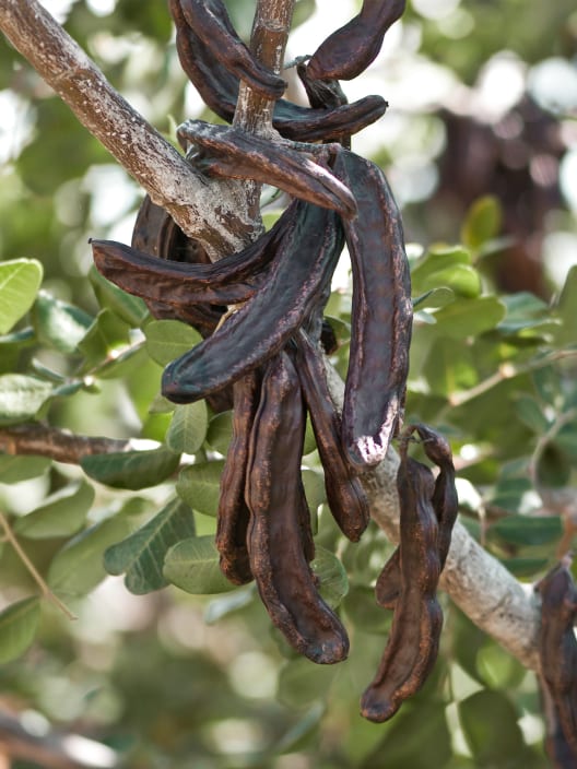Ceratonia siliqua