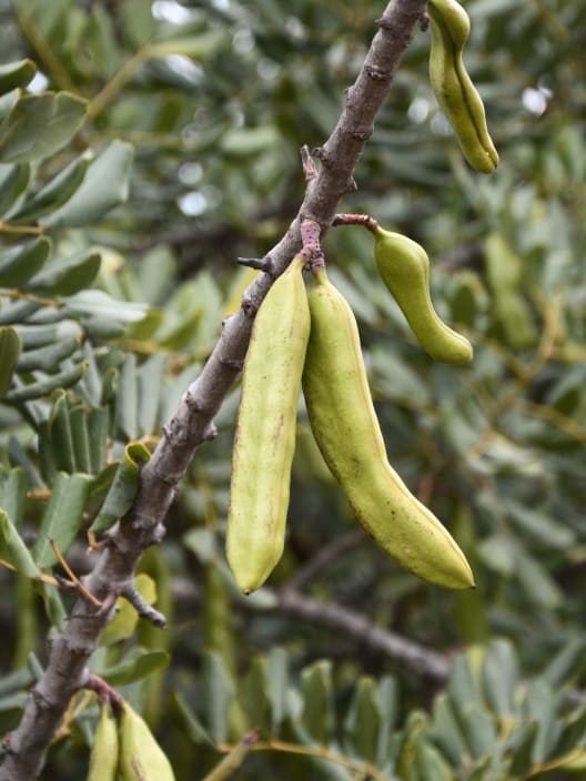 Ceratonia siliqua