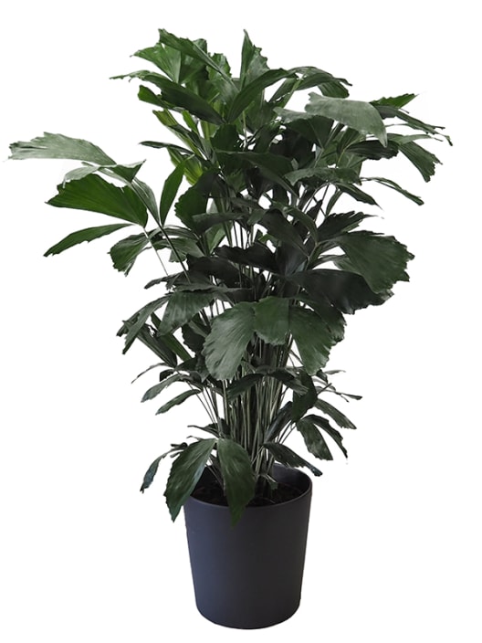 Areca Caryota mitis