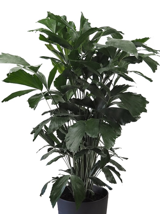 Areca Caryota mitis