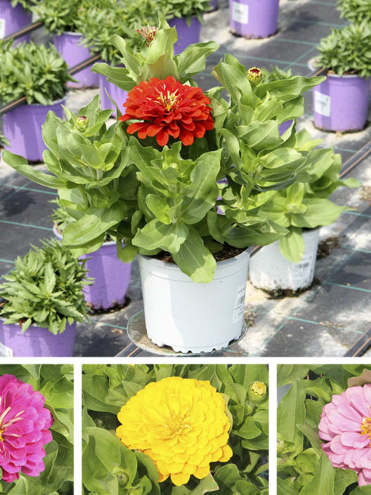 Zinnia elegans