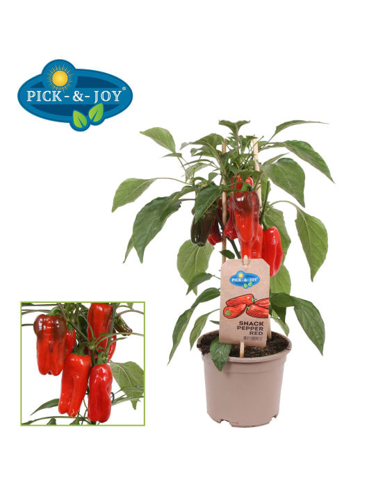 Pimiento 'Snack Red' Pick-&-Joy® - Planta de huerto