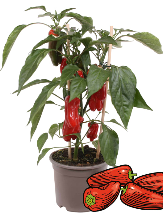 Pimiento 'Snack Red' Pick-&-Joy® - Planta de huerto