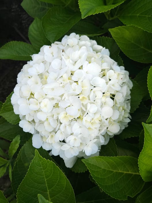 Hortensia de exterior