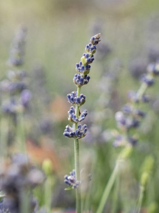 Lavandula angustifolia 'Elegance Blue' - Planta aromática