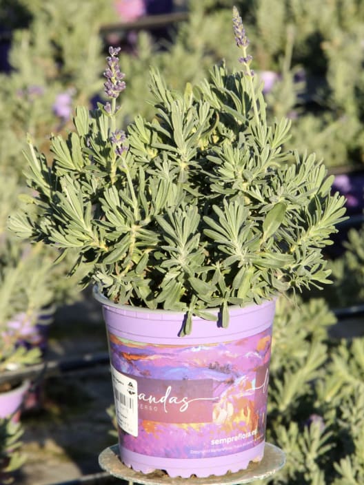 Lavandula angustifolia - Planta aromática