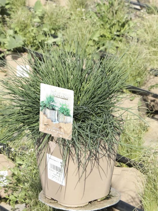 Gramínea Koeleria crassipes