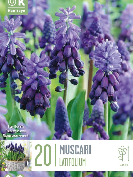 Bulbos de Muscari latifolium
