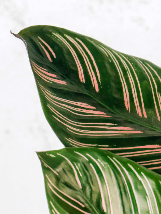 Calathea ornata 'Sanderiana'