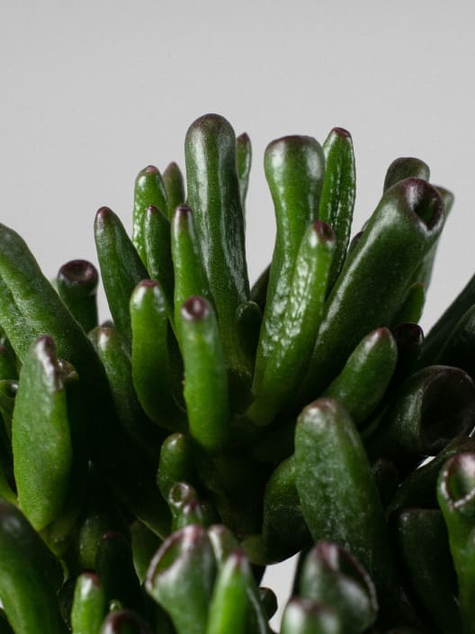 Crassula ovata 'Hobbit'