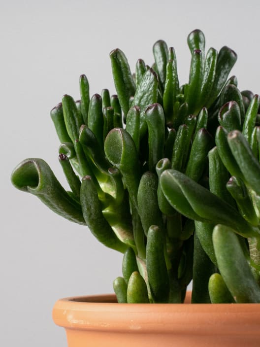 Crassula ovata 'Hobbit'