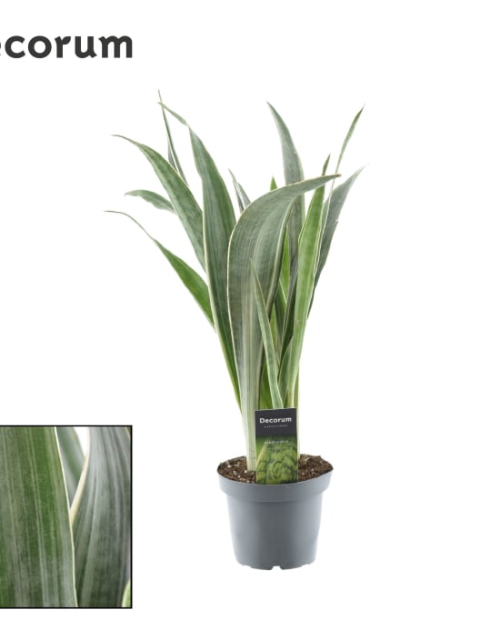 Sansevieria kirkii 'Silver Blue'