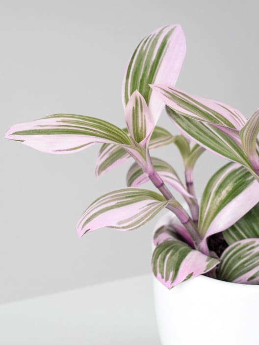 Tradescantia fluminensis 'Nanouk Lilac' Mini