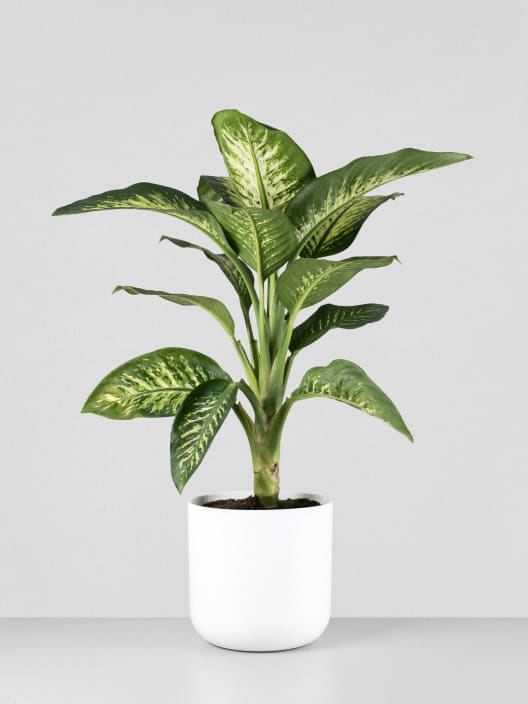 Dieffenbachia 'Tropic Lemon'