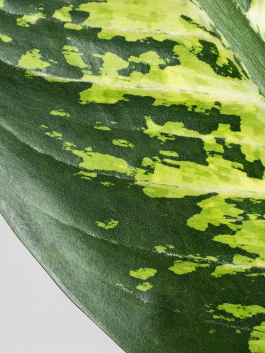 Dieffenbachia 'Tropic Lemon'