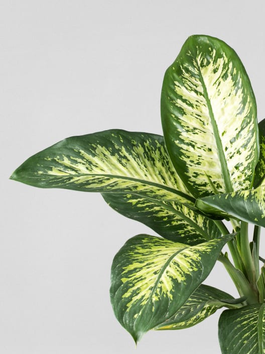 Dieffenbachia 'Tropic Lemon'