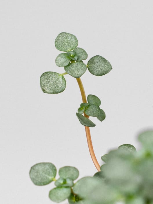 Pilea glauca
