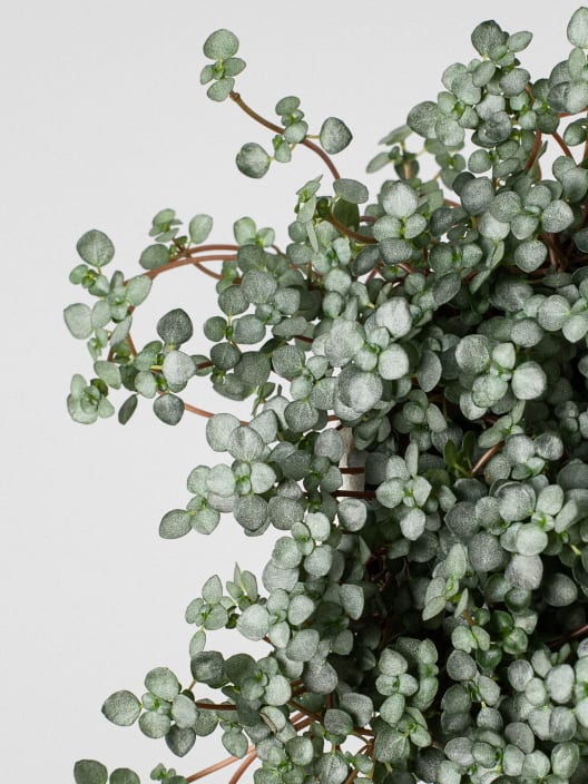 Pilea glauca