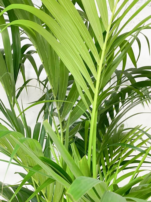 Kentia (howea forsteriana)