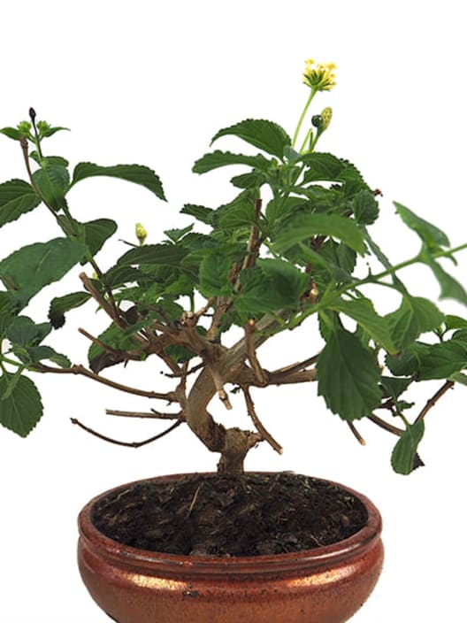 Bonsai Bandera española (Lantana camara)