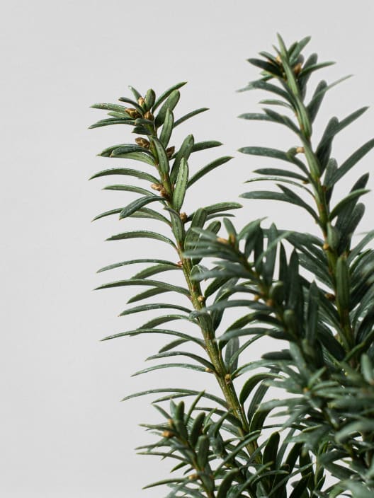 Bonsai Tejo (Taxus ×media)