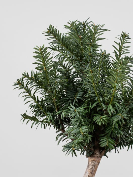 Bonsai Tejo (Taxus ×media)