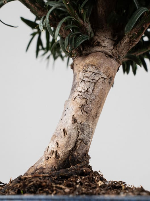 Bonsai Tejo (Taxus ×media)