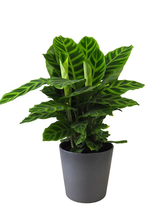 Calathea zebrina